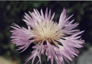 Centaurea pulcherrima